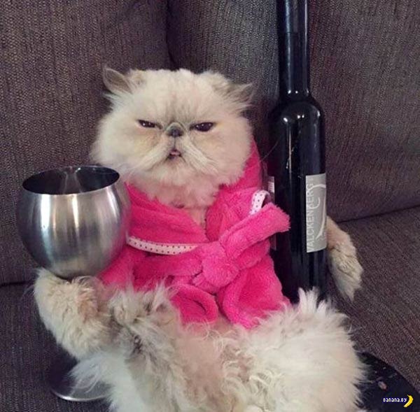 Plantilla de meme Quarantine Friday bitches