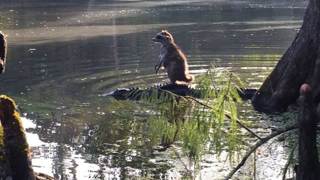 Plantilla de meme raccoon-alligator-riding