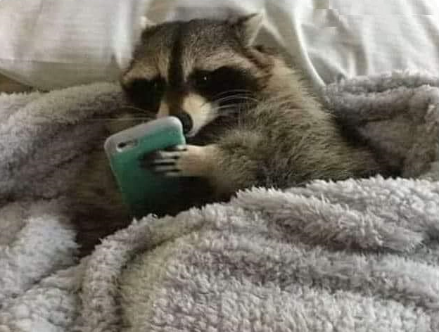 Template meme RACCOON ON THE PHONE