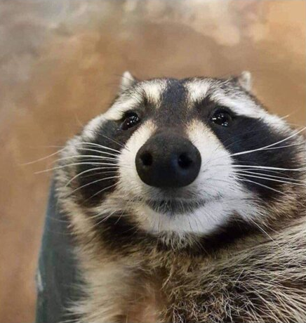 Plantilla de meme Raccoon selfie face