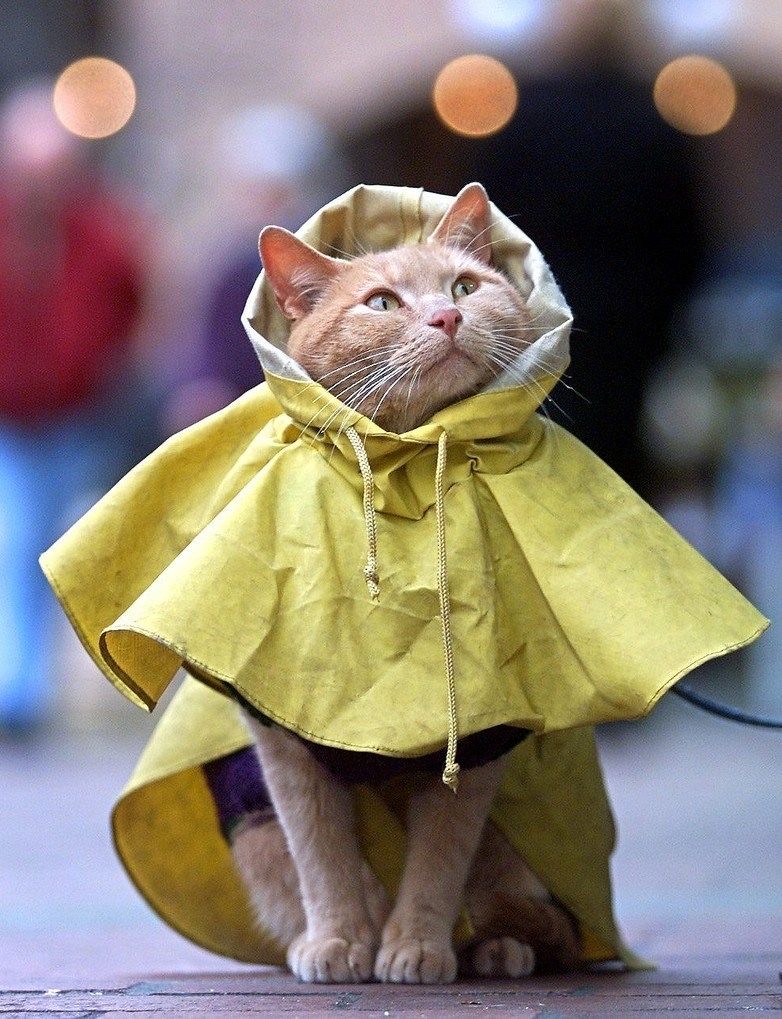 Plantilla de meme Raincoat cat
