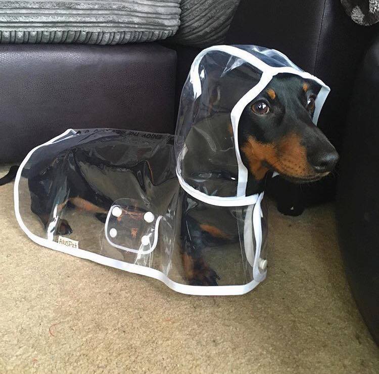 Plantilla de meme Raincoat Doggo
