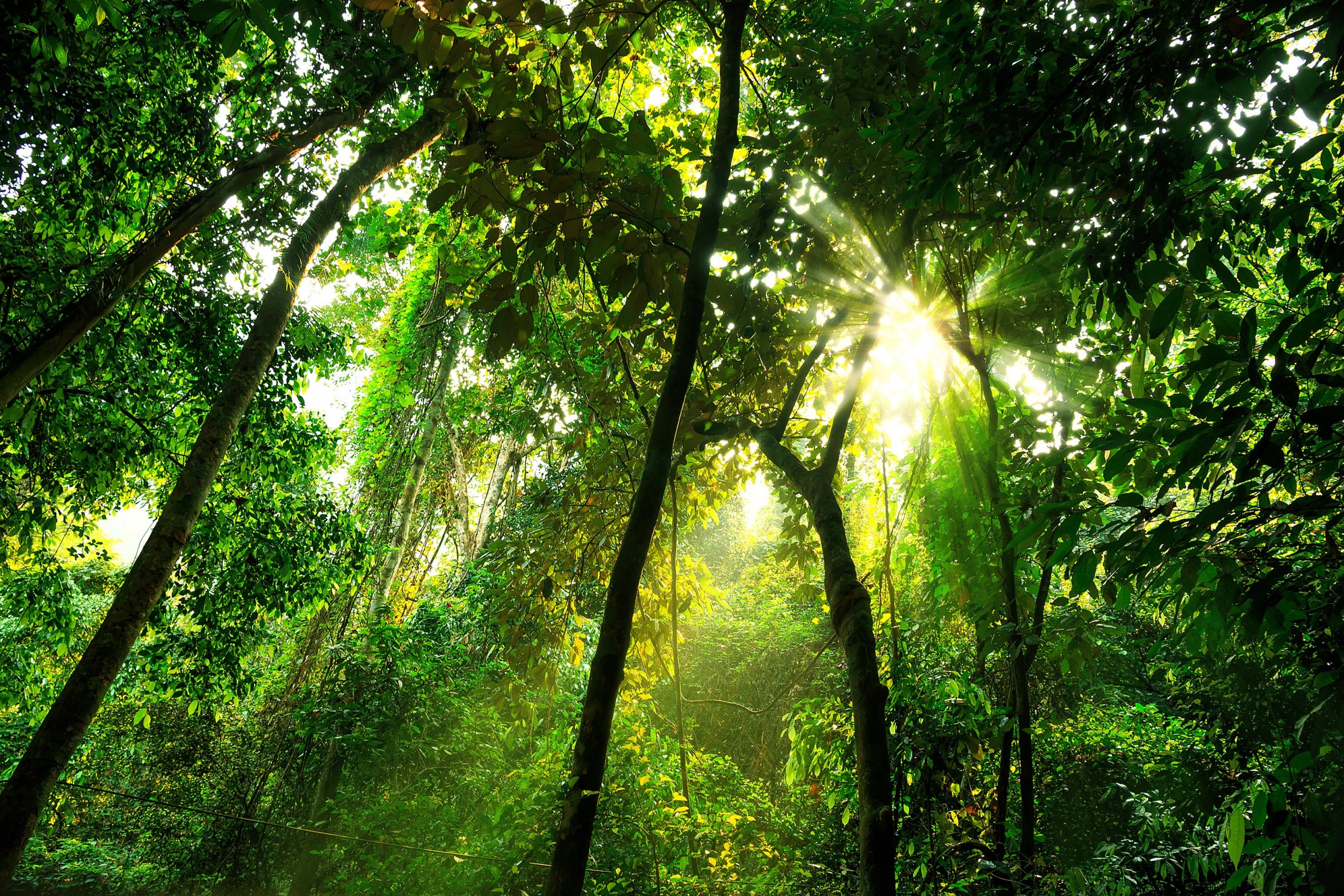 Plantilla de meme Rainforest Canopy