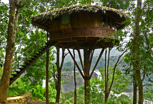 Plantilla de meme Rainforest pimpin'