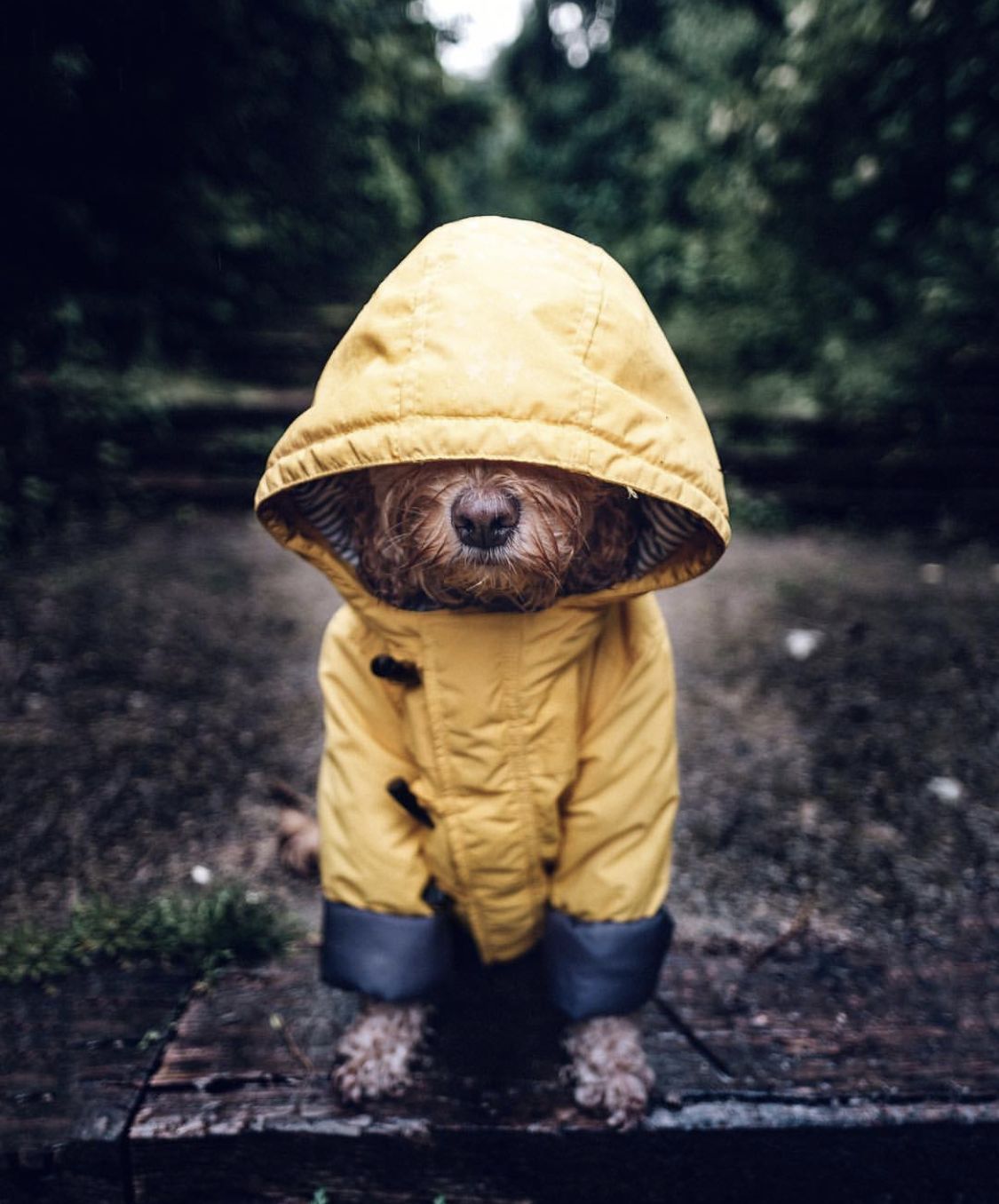 Rainy Pup meme template