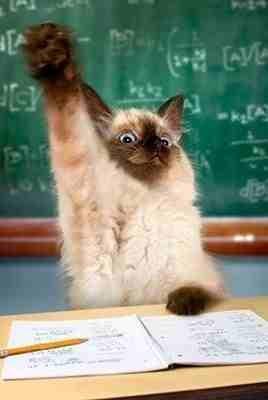 Plantilla de meme Raise your hand if you know what a taco is! 