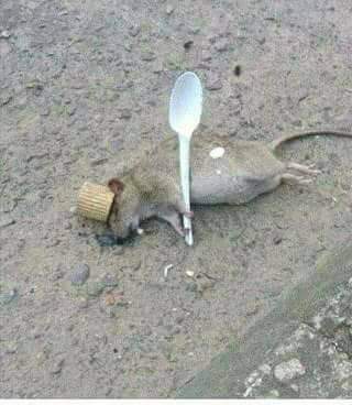 Plantilla de meme Ratatouille Dead