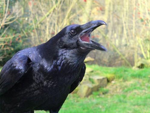 Plantilla de meme raven