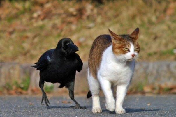 Plantilla de meme raven following cat