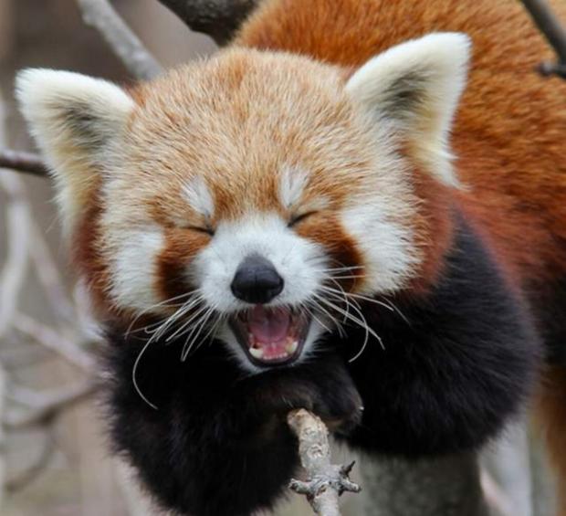Plantilla de meme Red Panda
