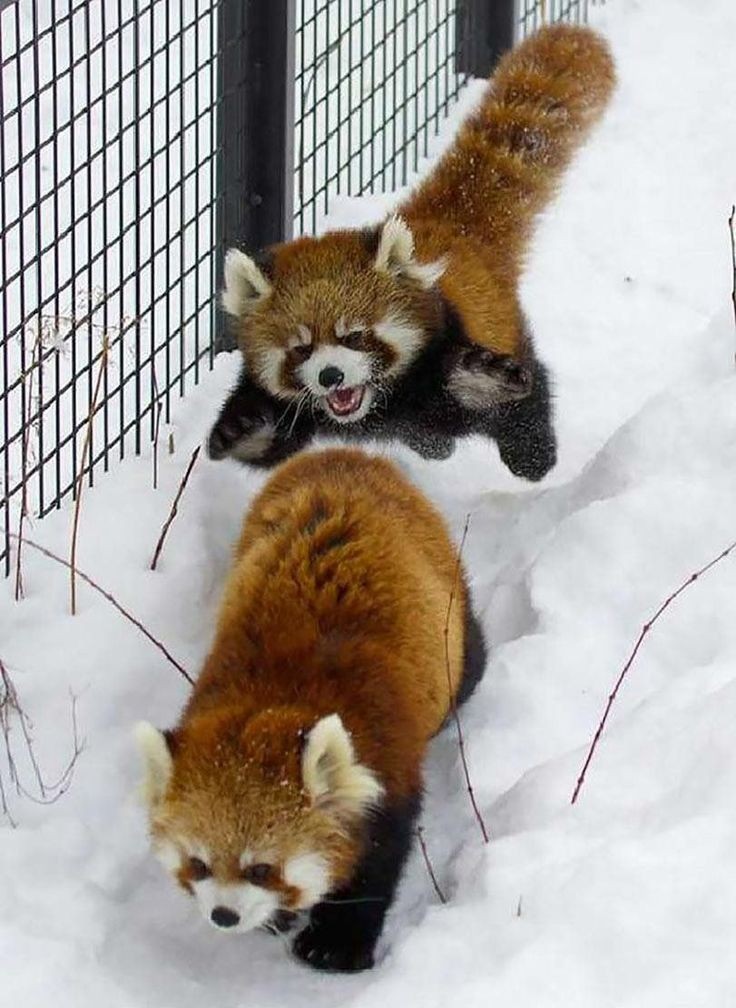 Plantilla de meme Red Panda Attac