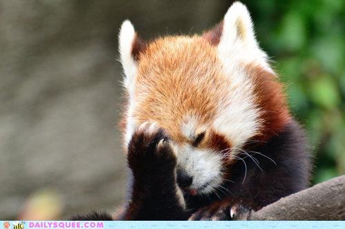 Plantilla de meme red panda facepalm