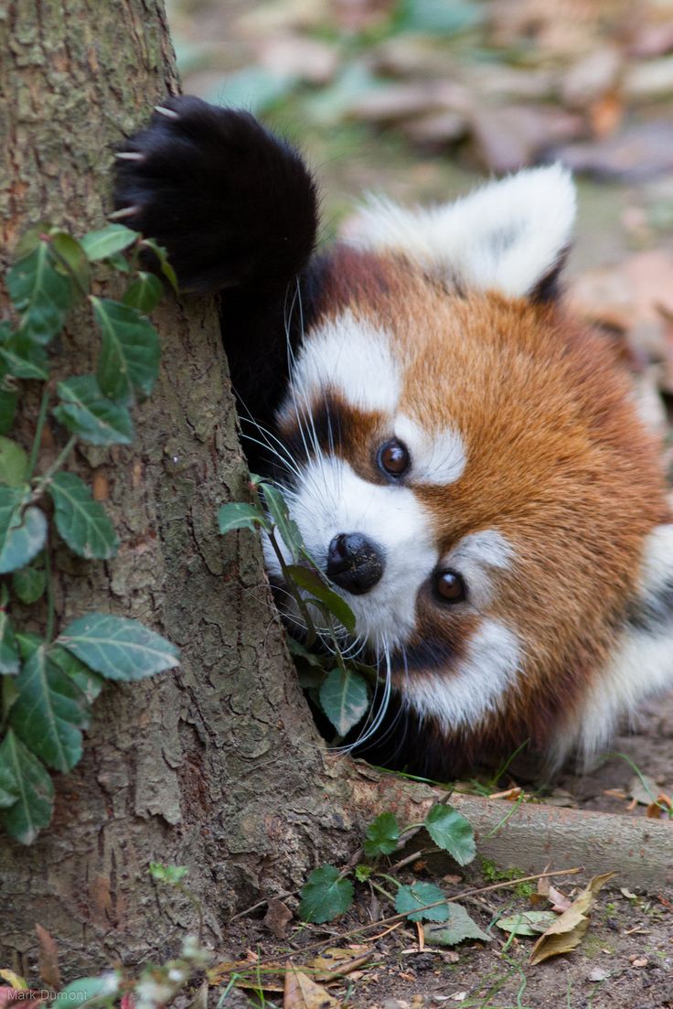 Plantilla de meme Red Panda Peek