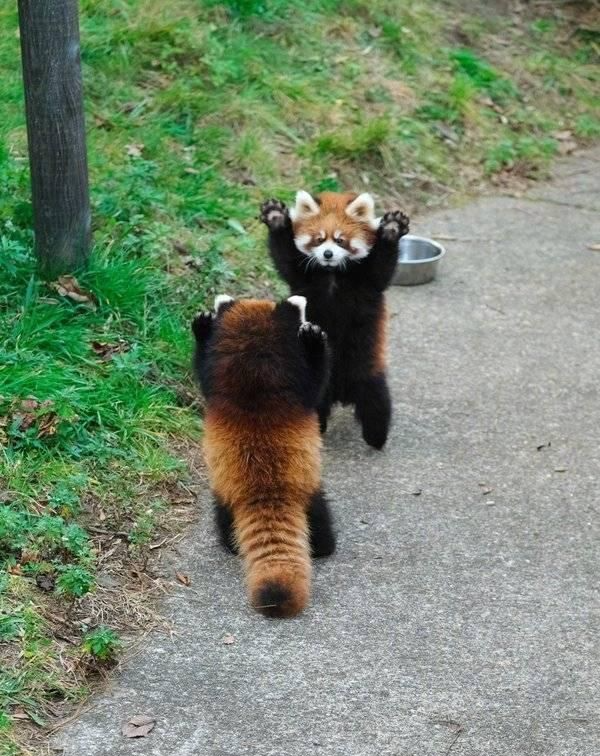 Plantilla de meme Red pandas