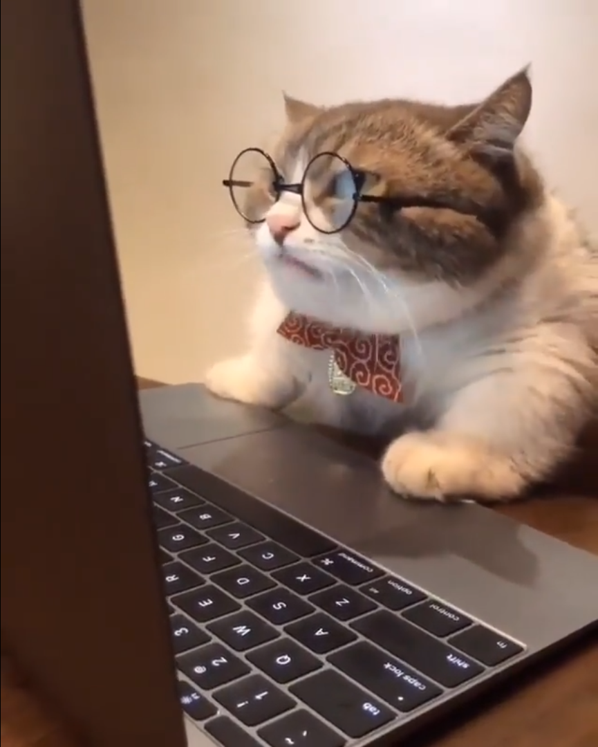 Plantilla de meme research cat