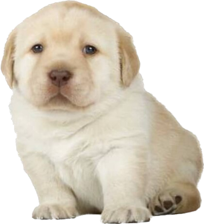 Template meme Retriever puppy meme template