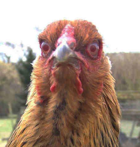 Plantilla de meme revenge chicken