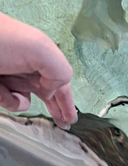riggity roo ahh stingray and hand meme template