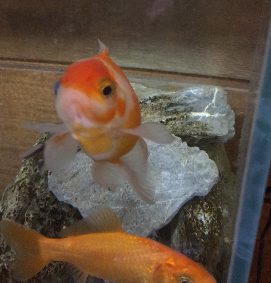 Plantilla de meme Right Wing Goldfish