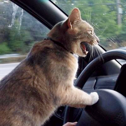 Template meme Road Rage Cat
