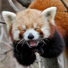 Plantilla de meme Rofl Red Panda