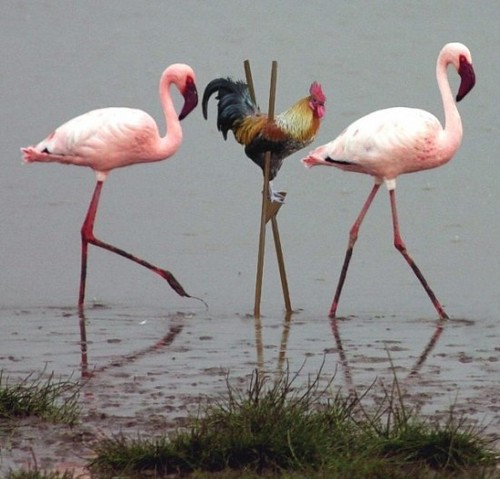 Plantilla de meme Rooster pretending to be a flamingo