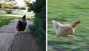 Plantilla de meme running chicken