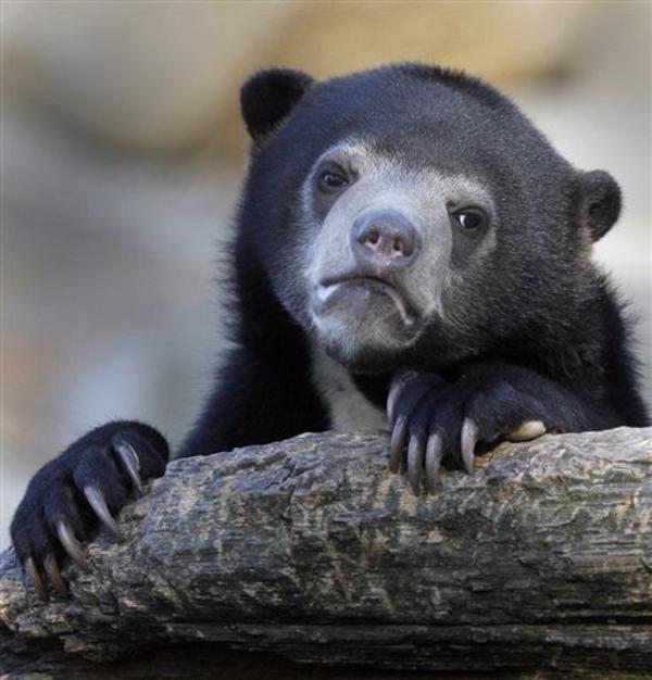 Plantilla de meme sad bear
