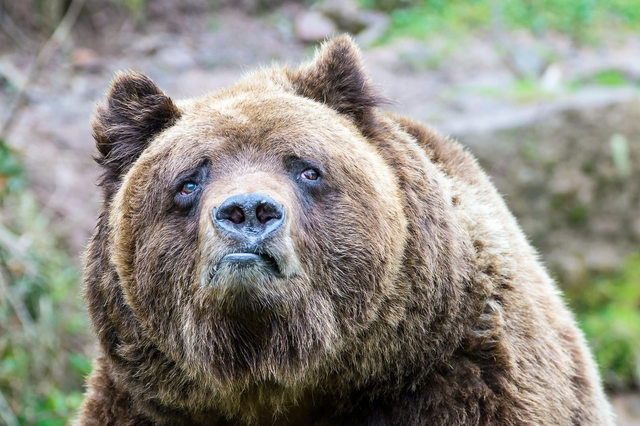 Plantilla de meme Sad Bear Meme