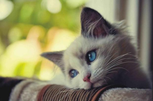 Plantilla de meme Sad cat