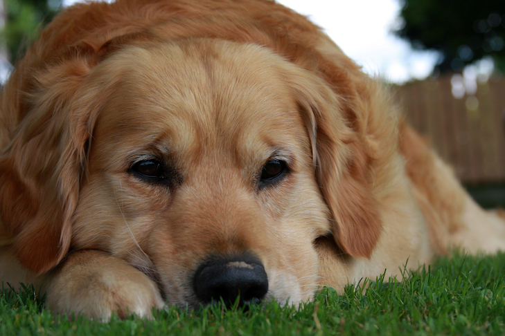 Plantilla de meme sad dog for sibling memes