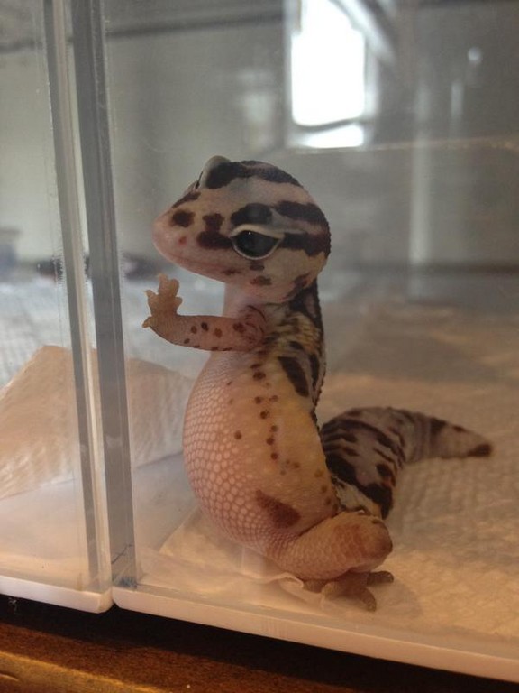 Plantilla de meme Sad Gecko