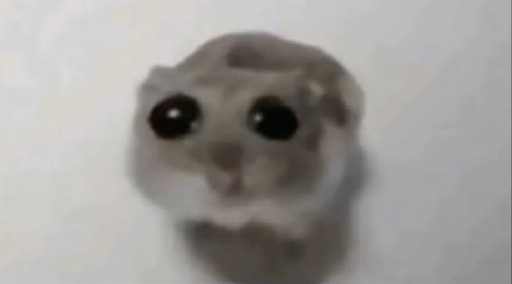 Plantilla de meme Sad Hamster