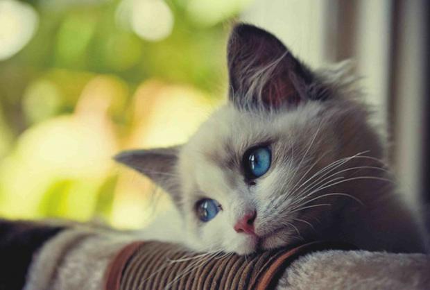 Plantilla de meme Sad Kitten