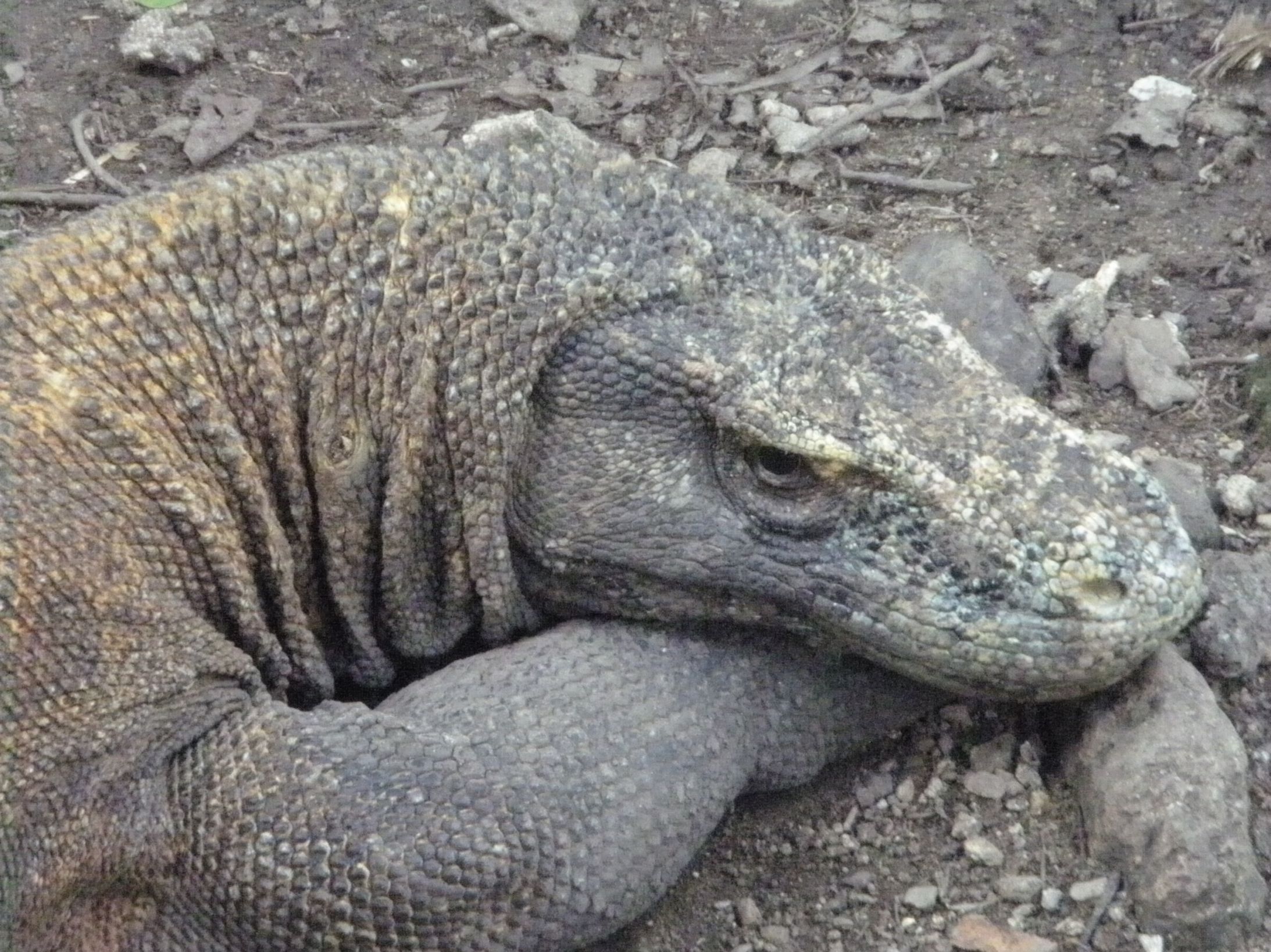 Plantilla de meme Sad Komodo Dragon