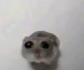 Plantilla de meme Sad mouse tiktok
