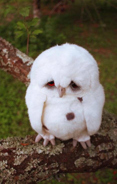 Plantilla de meme sad owl