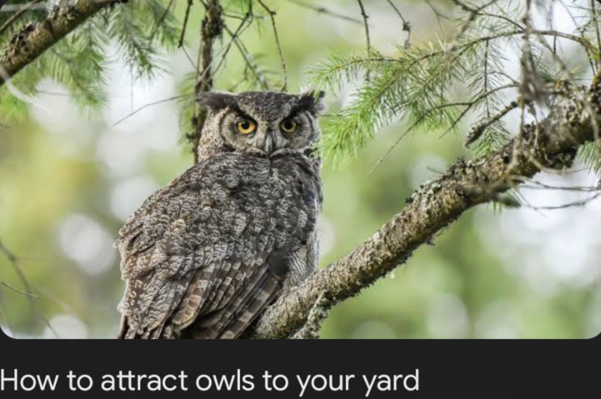 Plantilla de meme Safemoon Owl