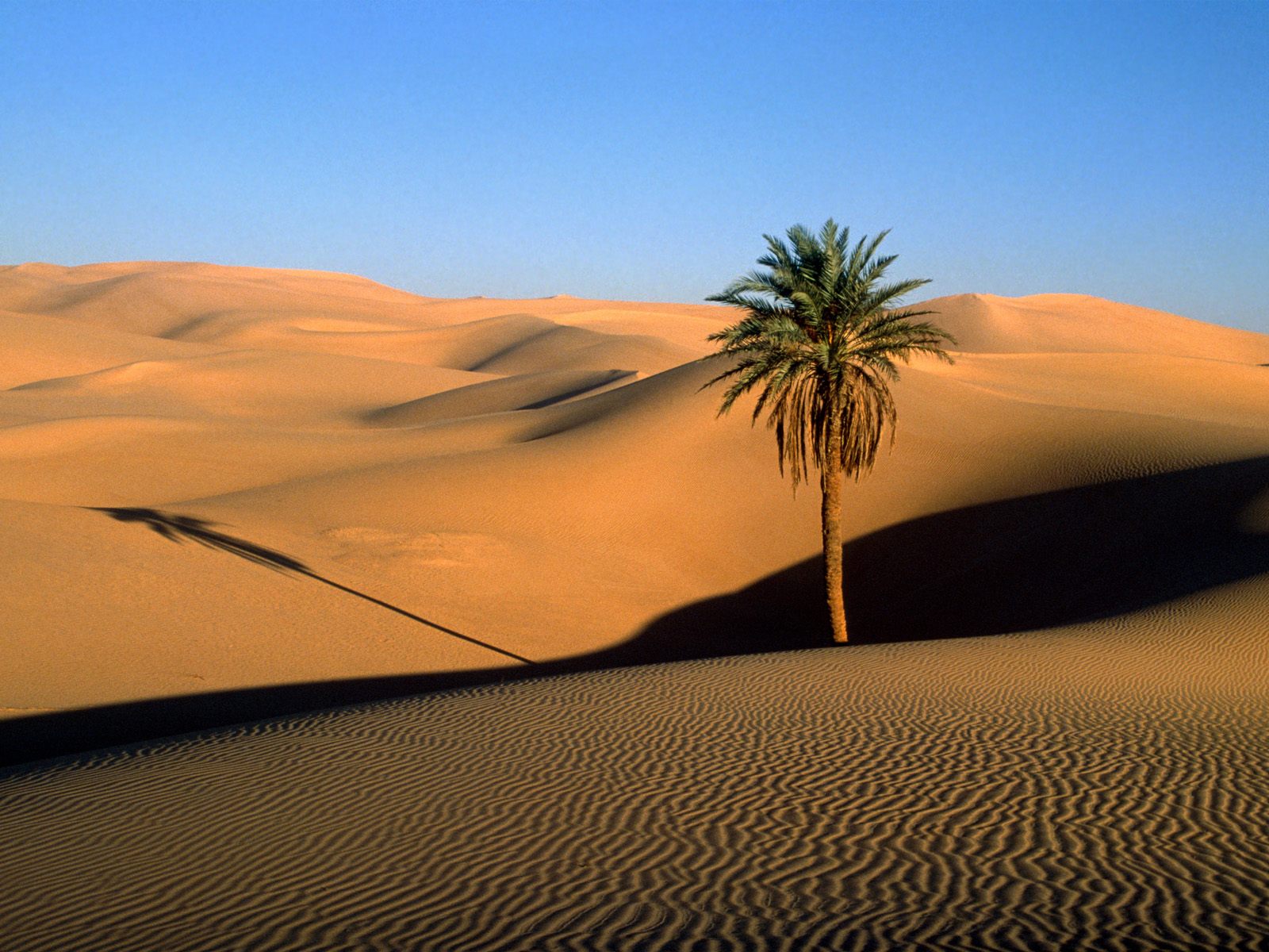 Plantilla de meme sahara desert
