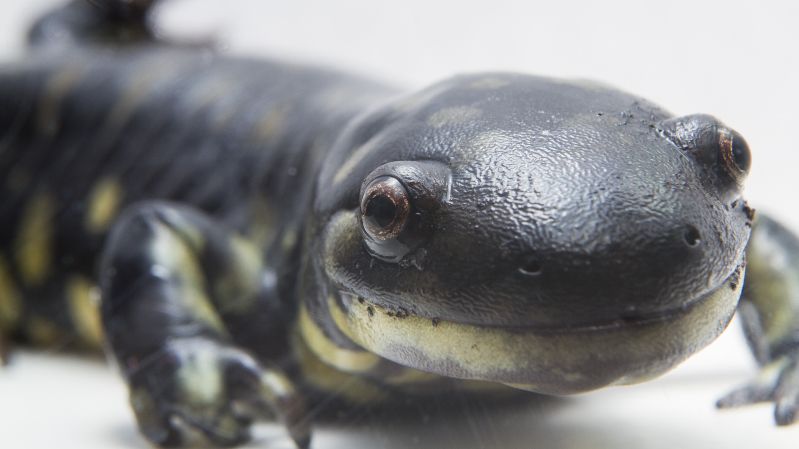 Plantilla de meme salamander