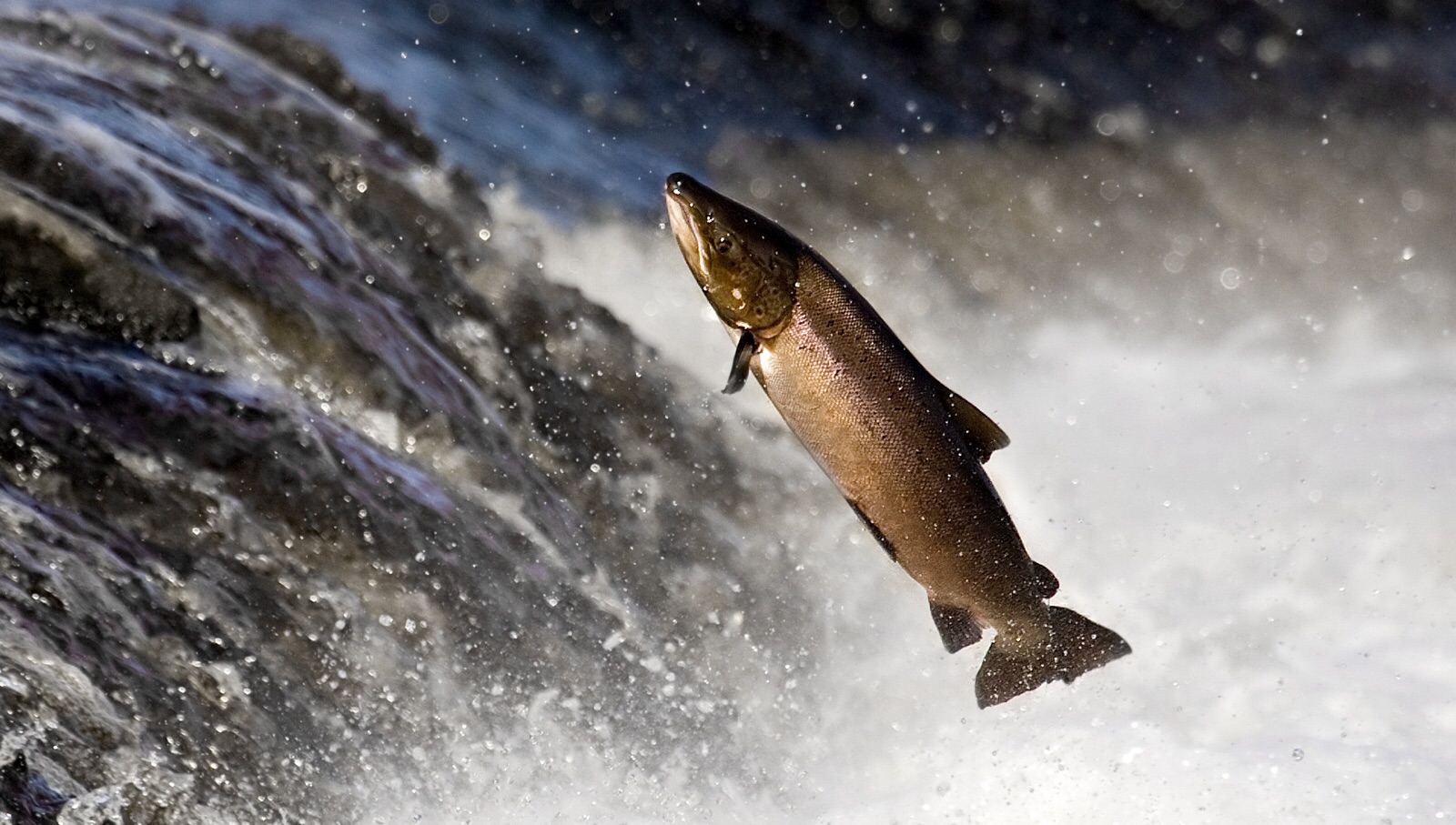 Plantilla de meme Salmon