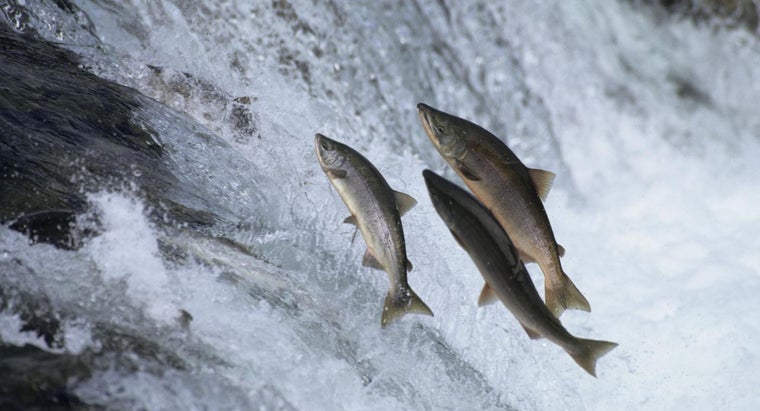 Plantilla de meme salmon fish