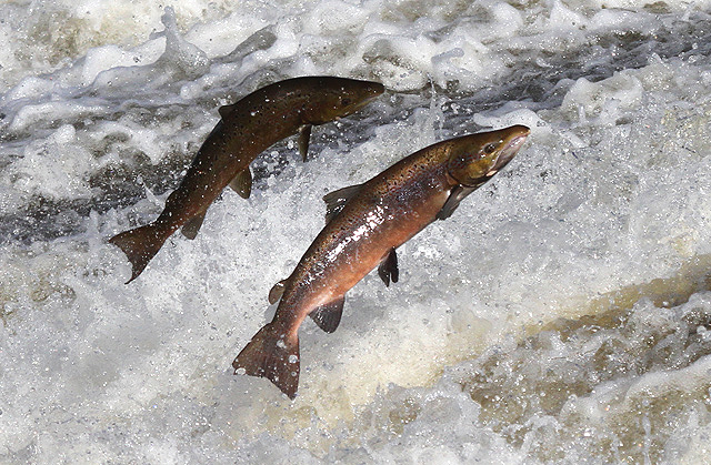 salmon swimming upstream meme template