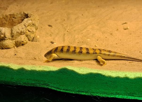 Sandfish Skink burying it's head in the sand meme template