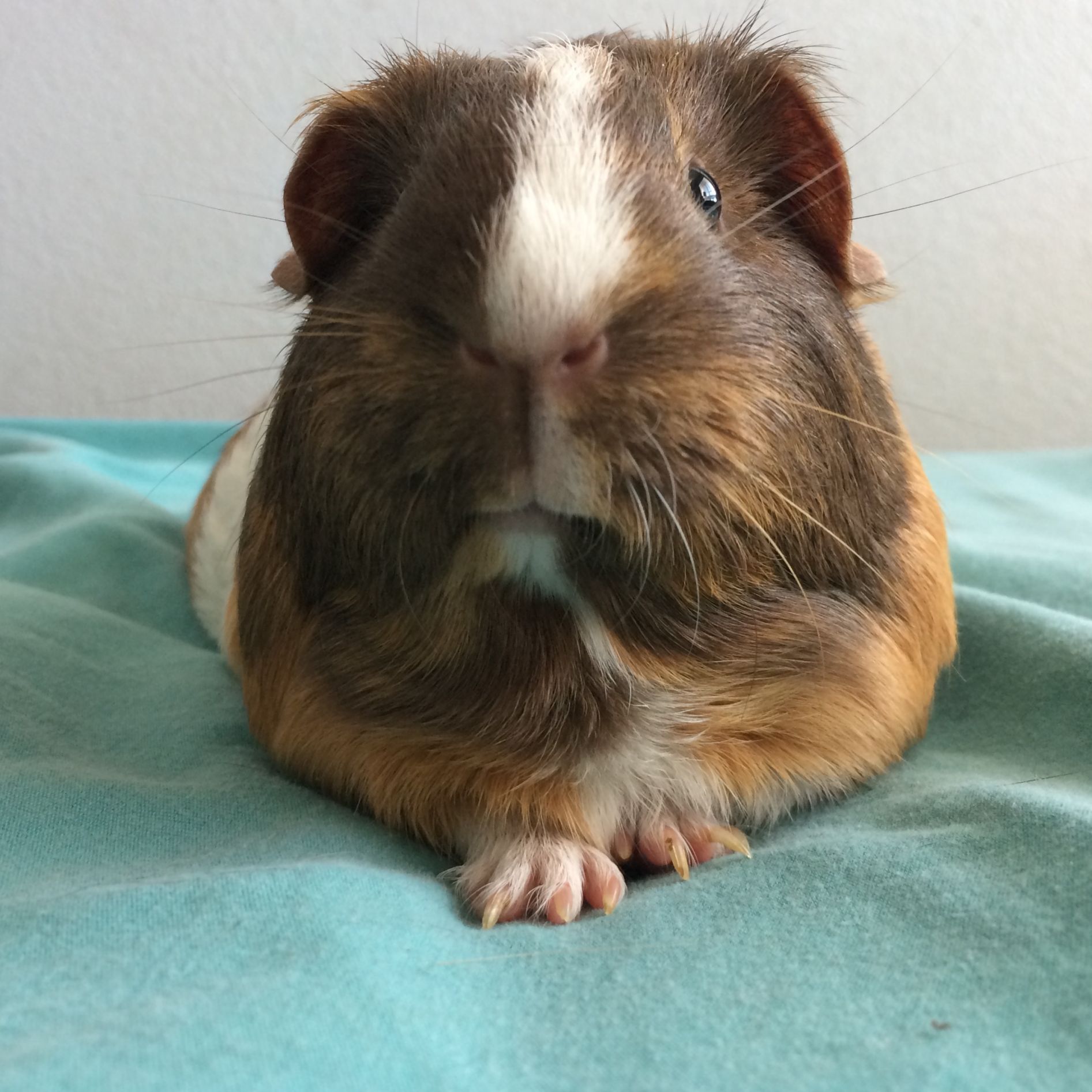 Template meme Sarcastic guinea pig