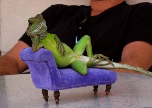 Plantilla de meme Sassy Iguana