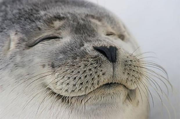 Plantilla de meme Satisfied Seal