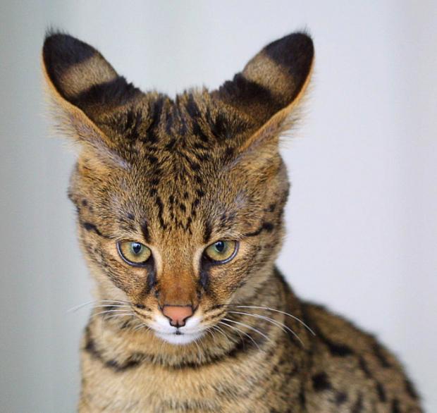 Plantilla de meme Savannah Cat - young