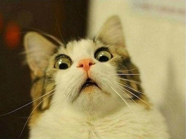 Plantilla de meme Scared Cat