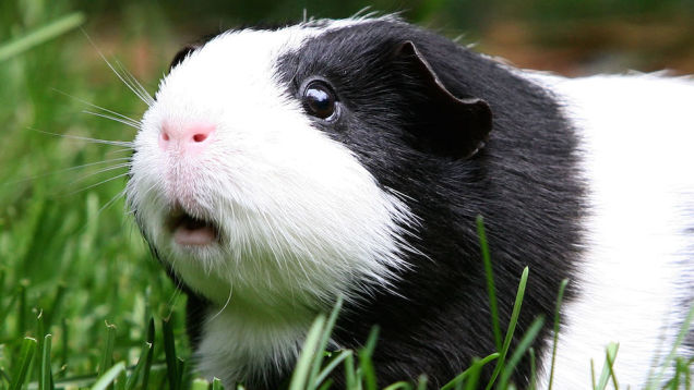 Plantilla de meme Scared Guinea Pig
